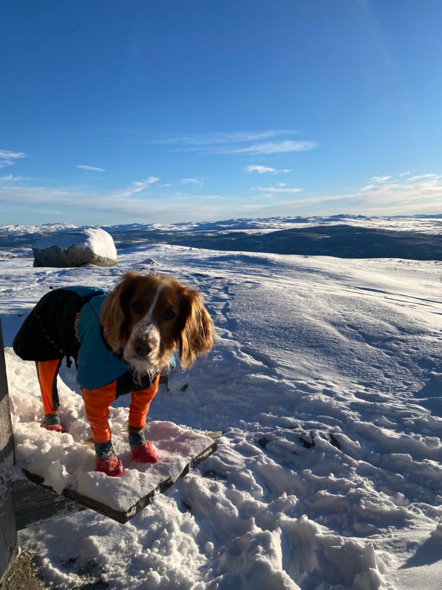 Koselig Familiehytte Pa Vakre Dagali - Naer Geilo Buitenkant foto